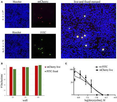 Red Fluorescent Chlamydia trachomatis Applied to Live Cell Imaging and Screening for Antibacterial Agents